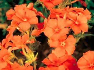 Phlox Arancione Perfezione: la semina, la cura, la descrizione e le recensioni