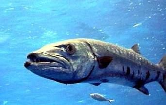 Barracuda – ryba jest tak różny