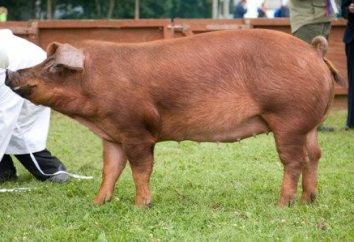 Duroc – eine Rasse von Schweinen, einer der besten der Welt