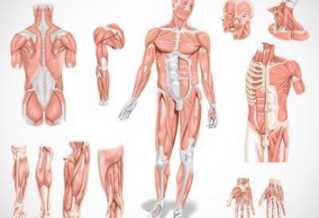 Muscoli: tipi di muscolo, la funzione, lo scopo