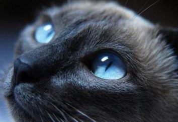 Como uma raça chamada de gato azul com olhos azuis?