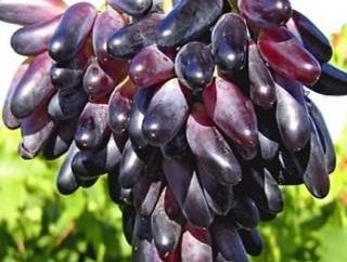 Raisins « souvenir »: description de la variété, les soins, la productivité et commentaires