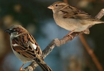 Casa Sparrow: descrizione. Ciò che distingue il passero casa dal campo?