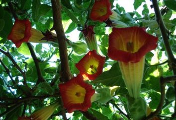 In rapida crescita arbusto Brugmansia: semina e la cura