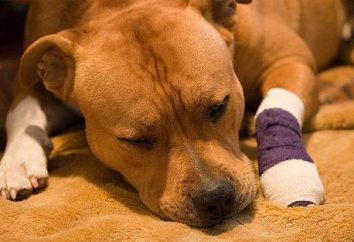 Objawy zapalenia jelit u psów i ich leczenie