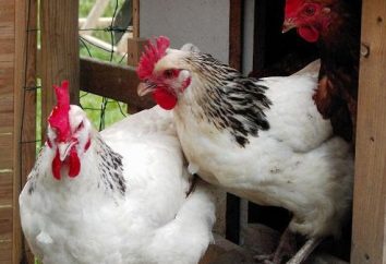 Raça Dia galinhas: descrição, características, conteúdo, opiniões, fotos