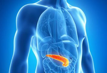 Pancreas Anatomia: funzioni e malattie