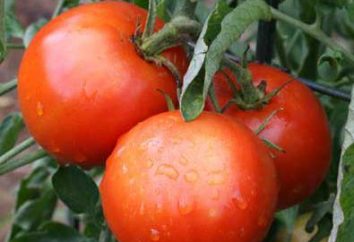 Come far crescere i pomodori, i "cento chili"?