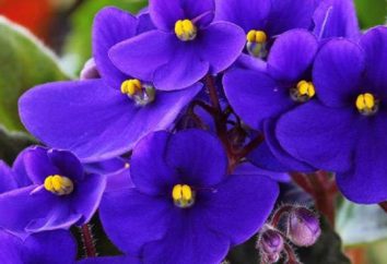 Violets: Pflege zu Hause, Beschreibung, Reproduktion, Düngung, Bewässerung