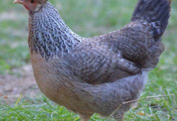 Legbary (polli di razza): descrizione, caratteristiche e funzioni di cura