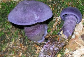 cogumelo exótico e raro – roxo Cortinarius