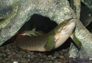 Polipterus Senegal (Polypterus senegalus). polipterus de pescado – el mantenimiento y la reproducción