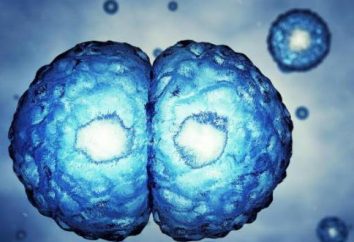 Las células madre – ¿qué es? Su efecto sobre el cuerpo