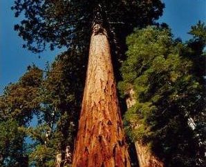 Gdzie rośnie drzewo największy na świecie