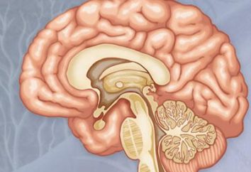 Accident vasculaire cérébral: Traitement des remèdes populaires et médicaux