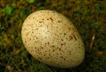 Los huevos de pavo: los beneficios y daños