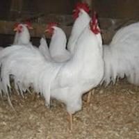 Welche Rasse der Hühner gezüchtet in Russland legen?