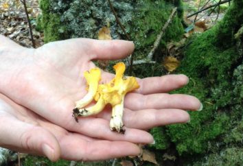 Algumas dicas sobre como lavar as mãos de fungos
