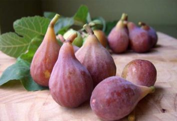 Qual é o figo? Fig entre os frutos
