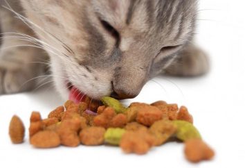 Nos animaux de compagnie, ou comment nourrir correctement les chats