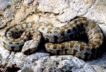 Gyurza – uma cobra perigosa, mas com um valioso veneno para medicina