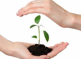 Protección de las plantas: algunos aspectos y hechos