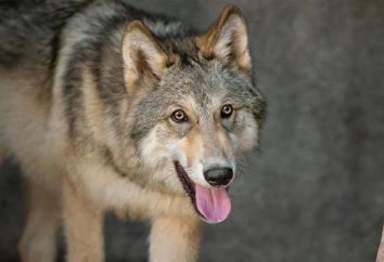„Wolf Beine sind fed“: Wert Phraseologismus und Beispiele