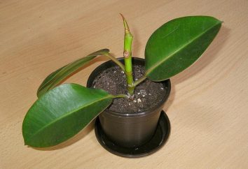 Ficus elastica: la reproducción y el cuidado