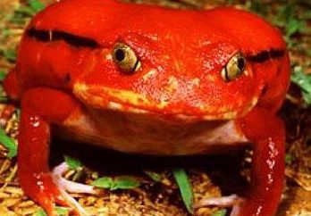 Frosch Tomate: Beschreibung von ungewöhnlicher Amphibie