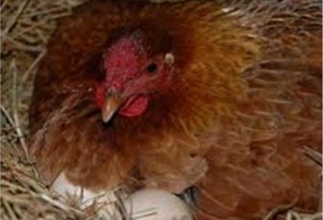 ¿Cuántas de pollo sentado en huevos y aves de corral a los agricultores qué hacer cuando clueca se sienta en los huevos?