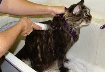 Comment se baigner un chat? Comment se baigner un chat, qui ne se lavent jamais?