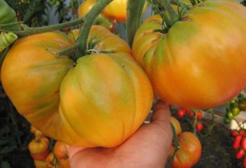 Pomidor „Tajemnica natury”: charakterystyka i opis odmiany, opinie ze zdjęciami