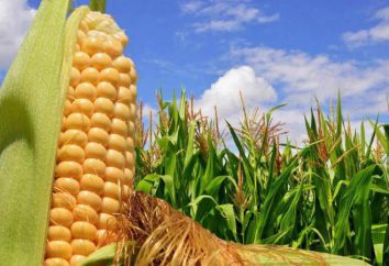 Corn – ist ein Gemüse oder Getreide? Sorten und Hybriden von Mais