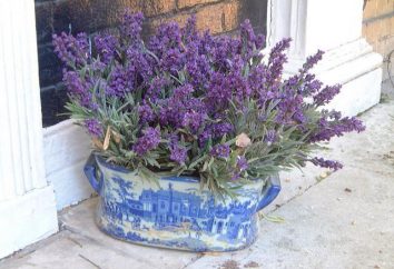 Lavendel zu Hause – Ruhe im Hause