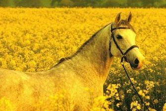 1978 – l'anno di un cavallo? Come il 2038-esimo – anno di terra (giallo) Cavalli