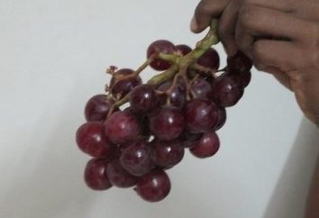 Sadzenie winogron na przedmieściach – to nie jest fikcja
