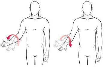 Pronation et supination – pronation est … et supination de l'avant-bras, les mains, les pieds