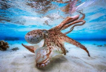 meravigliose opere di fotografi – i partecipanti del concorso The Underwater Photographer of the Year