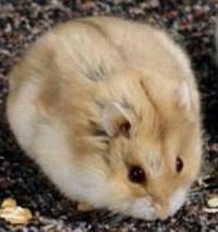 hamster nain de Campbell: caractéristiques de la race et les conditions de détention