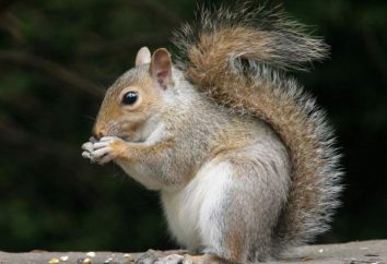Protéines: une description et une photo. pin écureuil, forêt et à la maison. Description, tenue, élevage