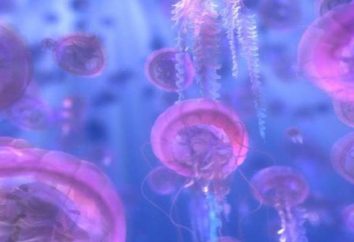 Perché il sogno di una medusa? Promette il denaro o la rovina?