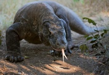 Komodo lagarto – un gigante voraz capaz de partenogénesis