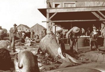 balena Grassi: applicazione. Perché la necessità di olio di balena?