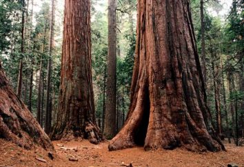 Le plus grand arbre du monde: le séquoia, baobab, banian