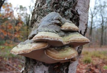 Birch Polypore: in particolare funghi, proprietà medicinali