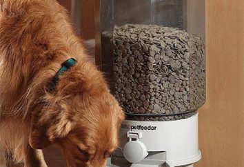 Automaty dla psów: funkcji urządzenia i eksploatacji. Jak zrobić podajnik ptak z rąk?