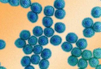 Die Inkubationszeit von Rotavirus bei Erwachsenen und bei Kindern. Die Symptome einer Rotavirus-Infektion