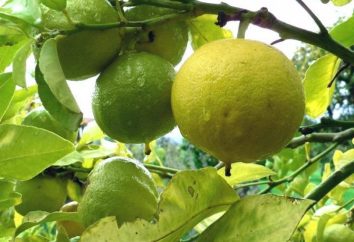 ¿Cuál es la bergamota. propiedades útiles
