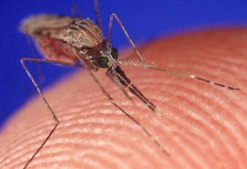 Come sbarazzarsi del prurito da punture di zanzara? suggerimenti utili