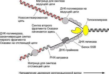 Che cosa è RNA polimerasi? Qual è la funzione di RNA polimerasi?